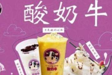 為什么大學(xué)生創(chuàng)業(yè)更多選擇開重慶一只酸奶牛店？